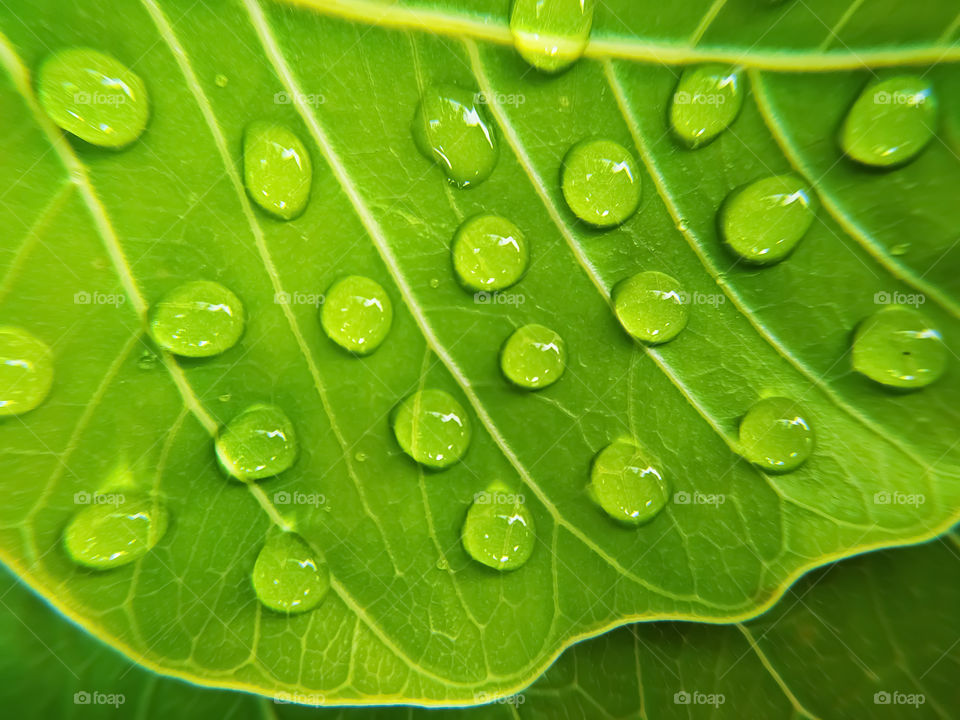 water drops on green bodhi leaves