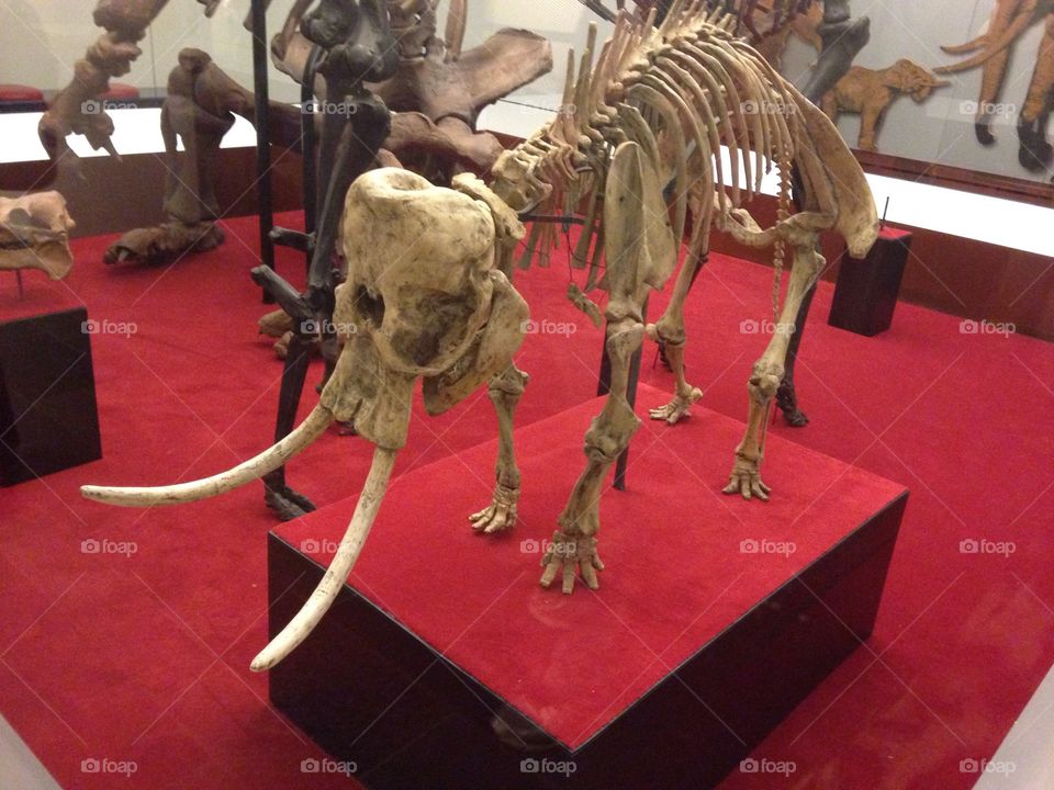 Skeleton elephant