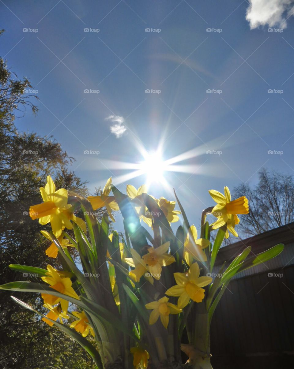 daffodils in the sunshine . daffodils in the sunshine 