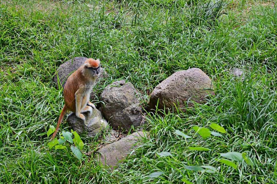 Small Monkey setting on a rock in the grass