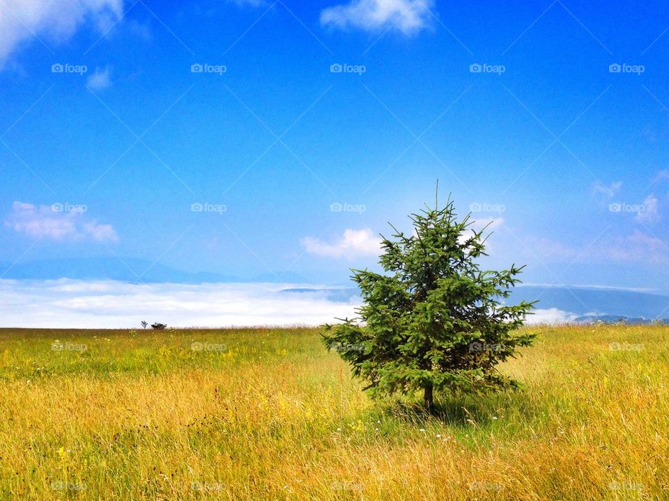 lonely tree