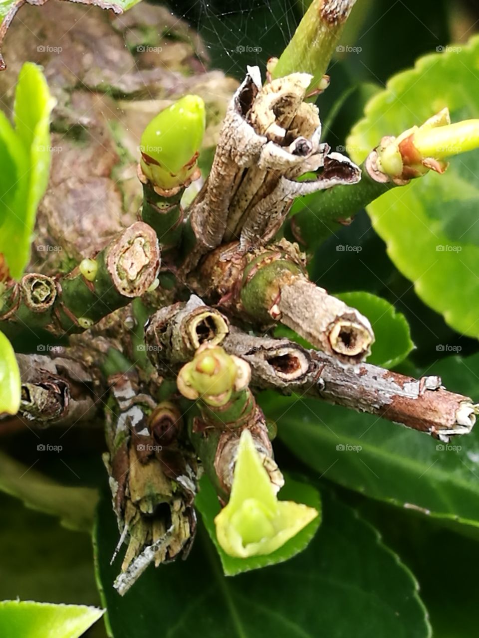 Branches And Buds