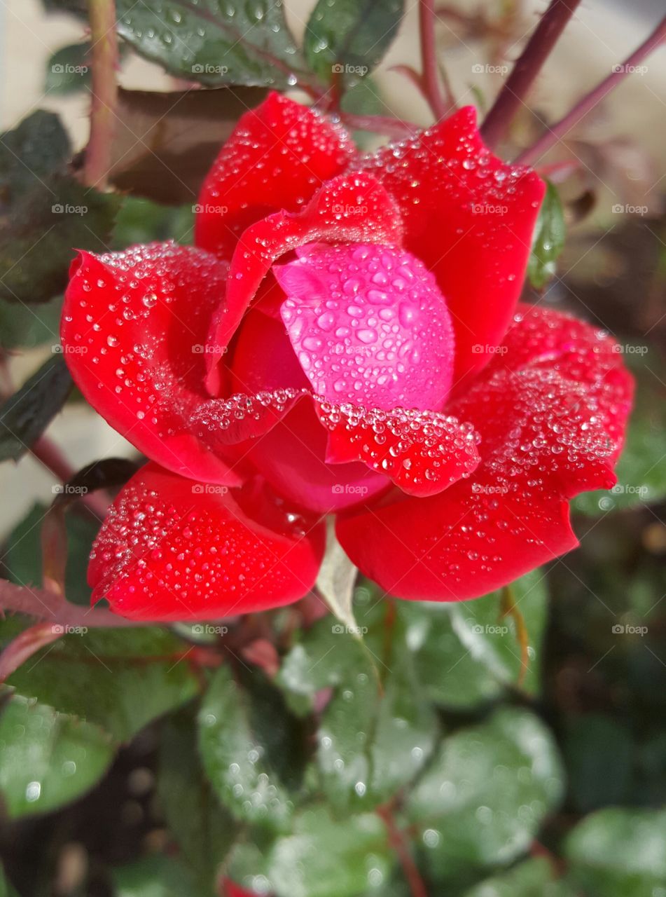 mist on a rose