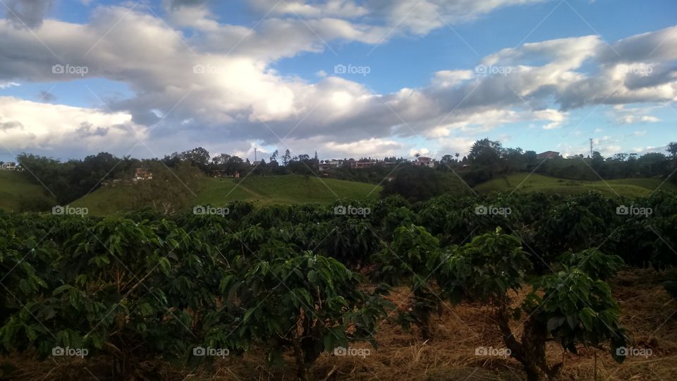Eje Cafetero Colombia