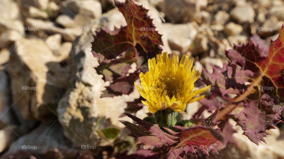 Yellow under the Sun