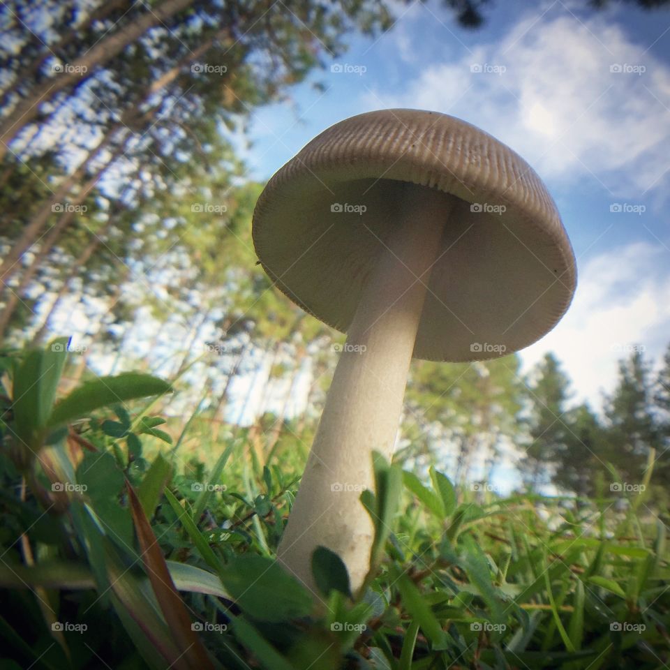 Low angle view of mushroom on grass