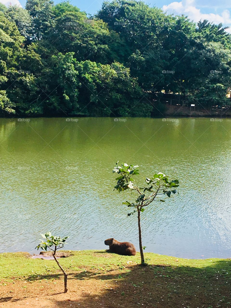 Uma imagem diz muita coisa, como essa aqui: uma #capivara pensando na vida, tranquilamente...
O que será que se passa na mente dela, neste momento do clique?
Acho que nenhuma preocupação...
📸
#fotografia #paisagem #parque #Jundiaí #natureza 