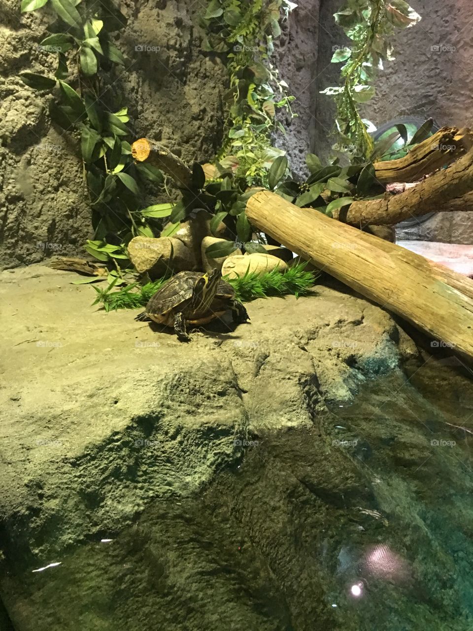 Turtle resting