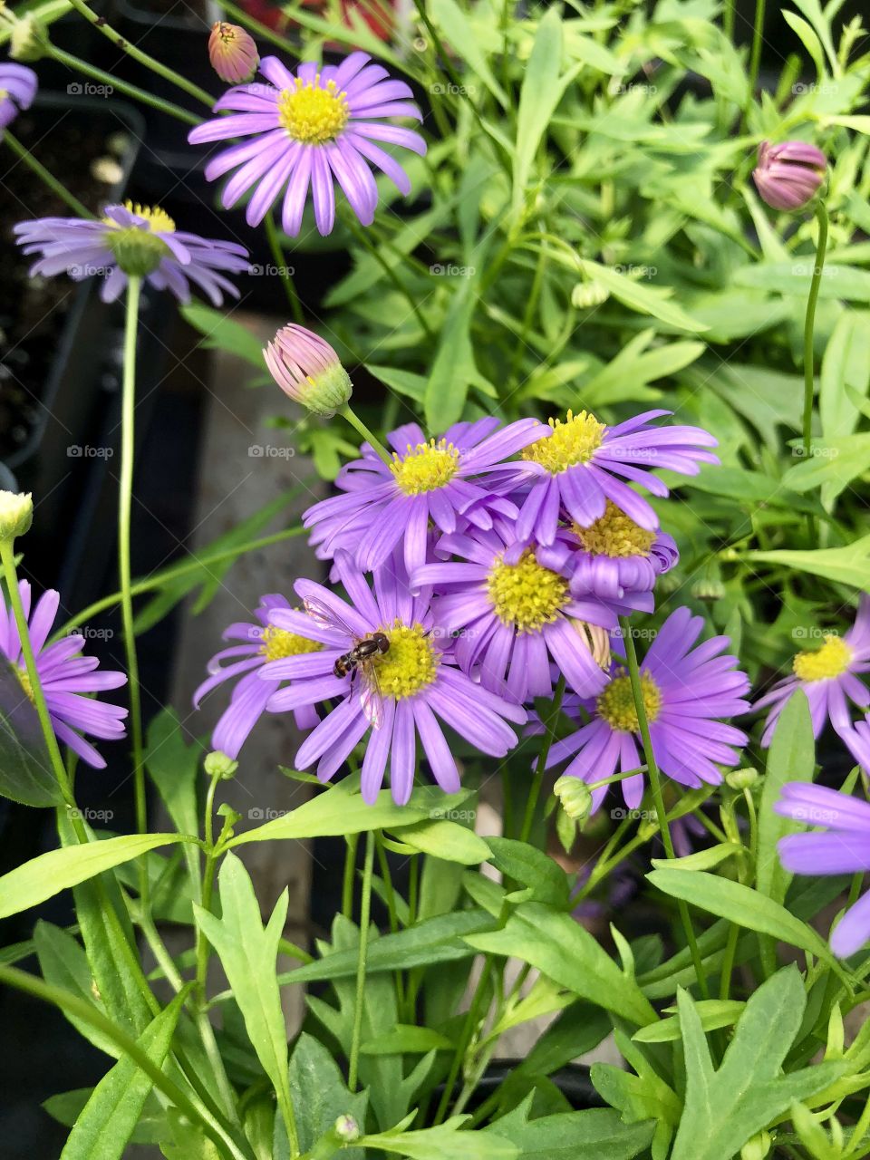 Bee on some purple flowers