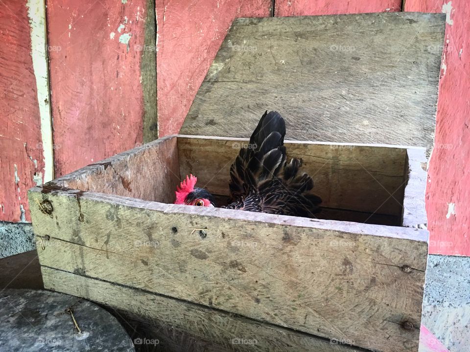 Hen peeking out of her box.