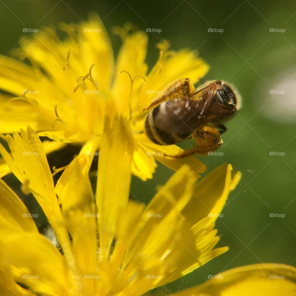 Bee on flower