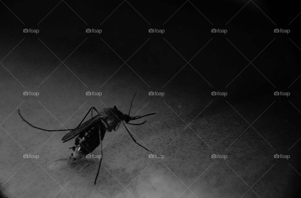 Mosquito in black and white