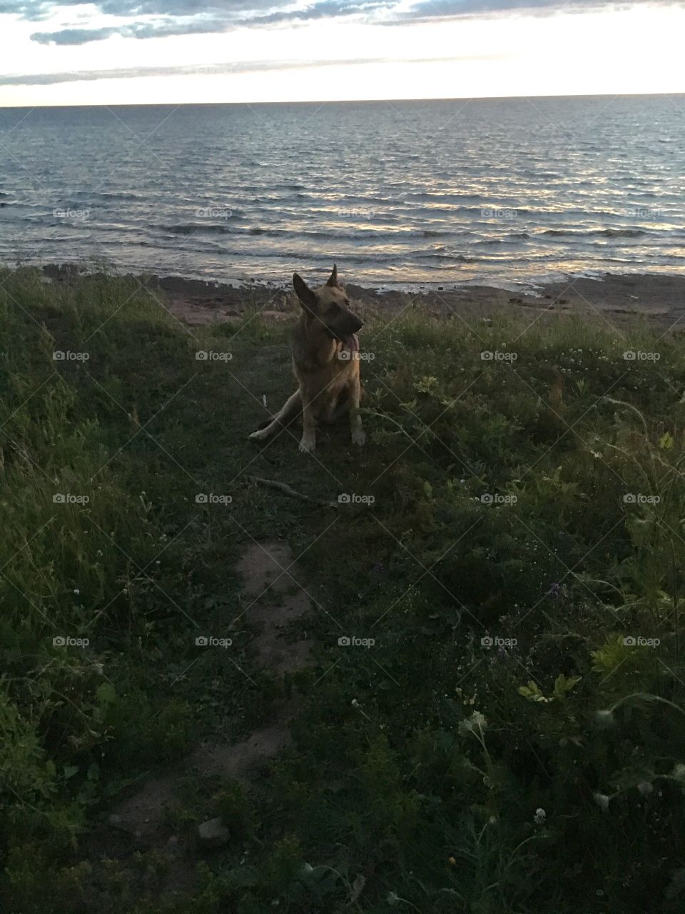 She sits at sunset waiting to play fetch