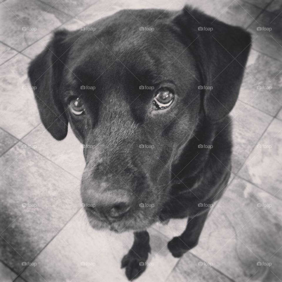 Hurt Doggy. Jackson is like a 5 yr old boy on a playground- he just plays plays until he gets hurt. Luckily just a sprain!