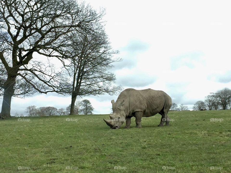 Rhinoceros 