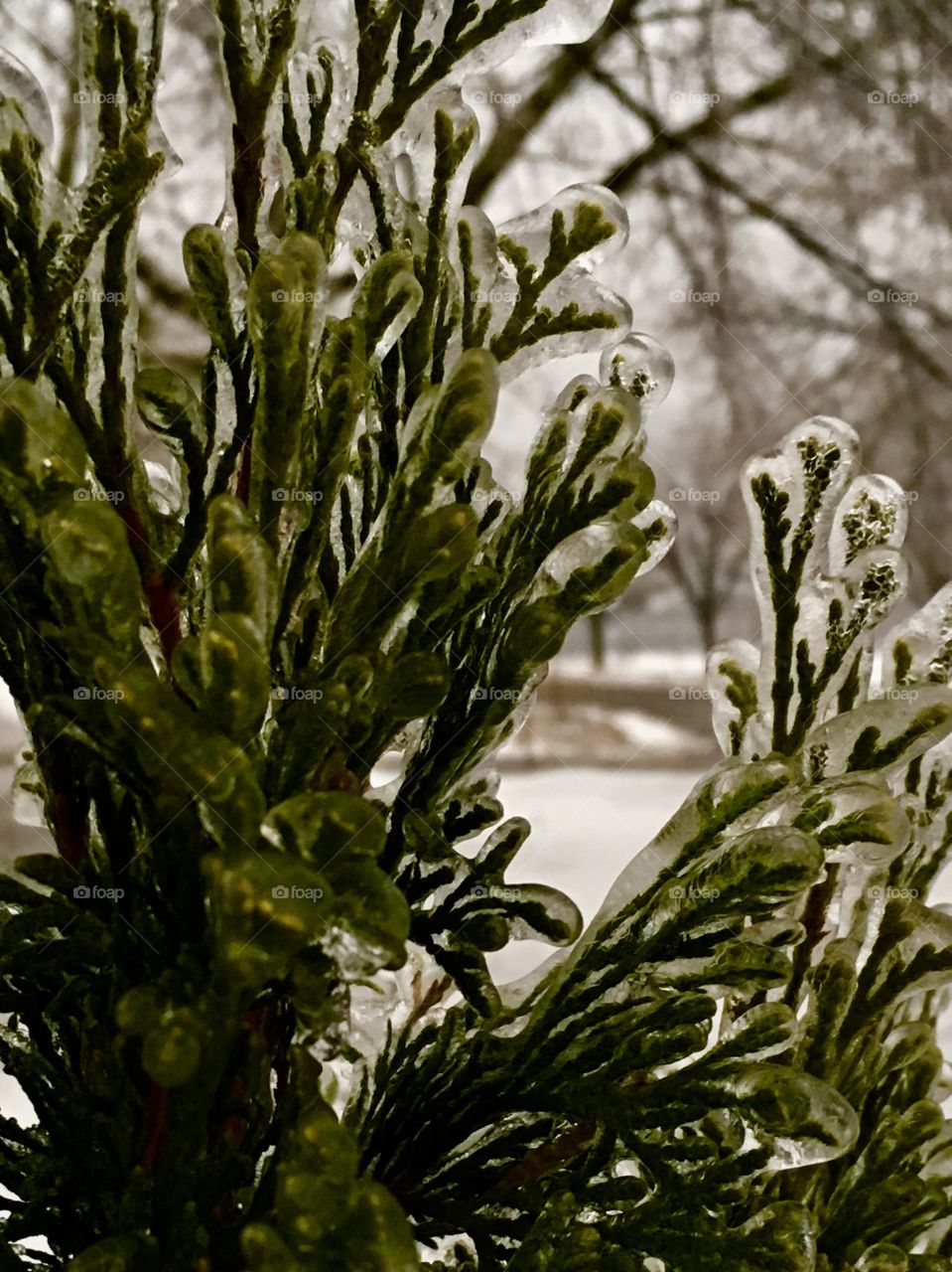 Icy January in Maine 