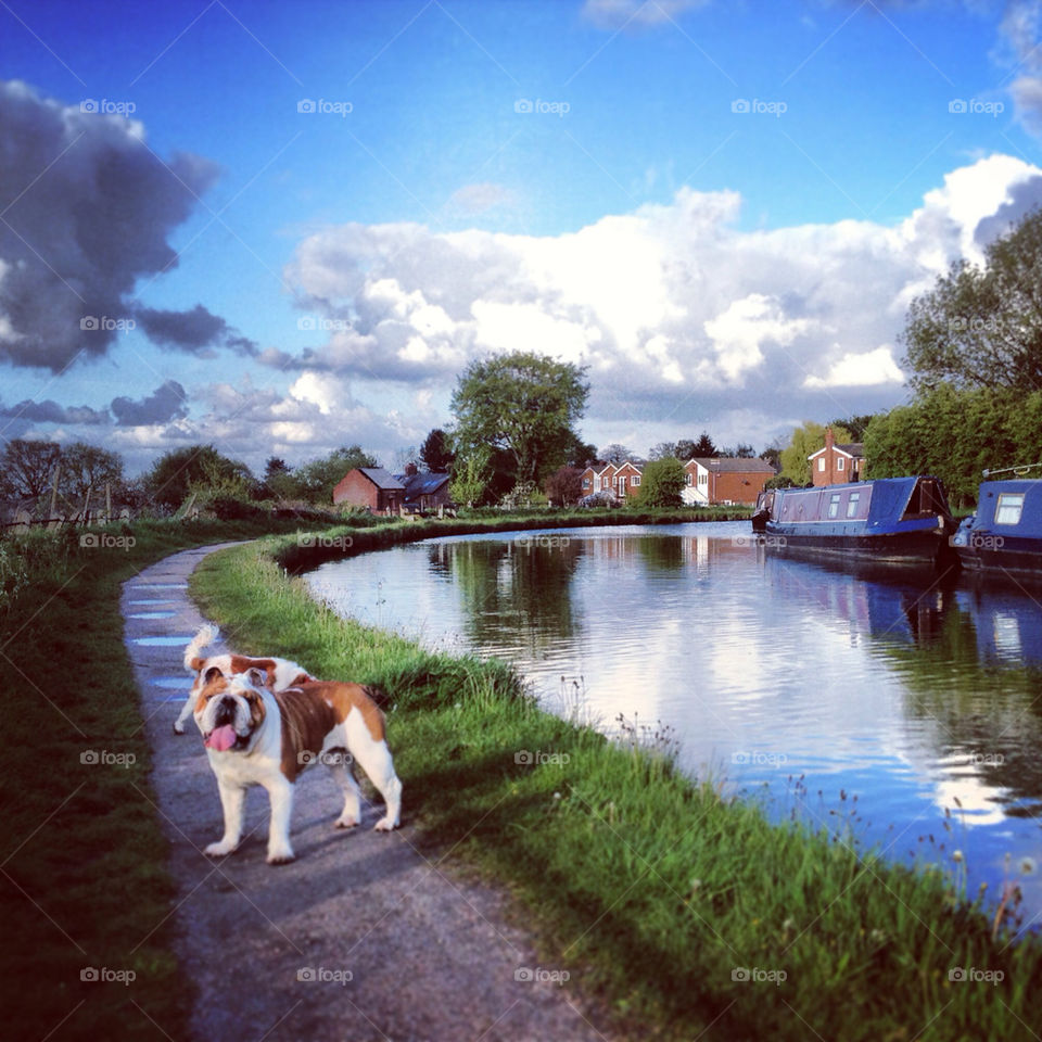 BULLDOG WOODY ENJOYING LYMM WARRINGTON