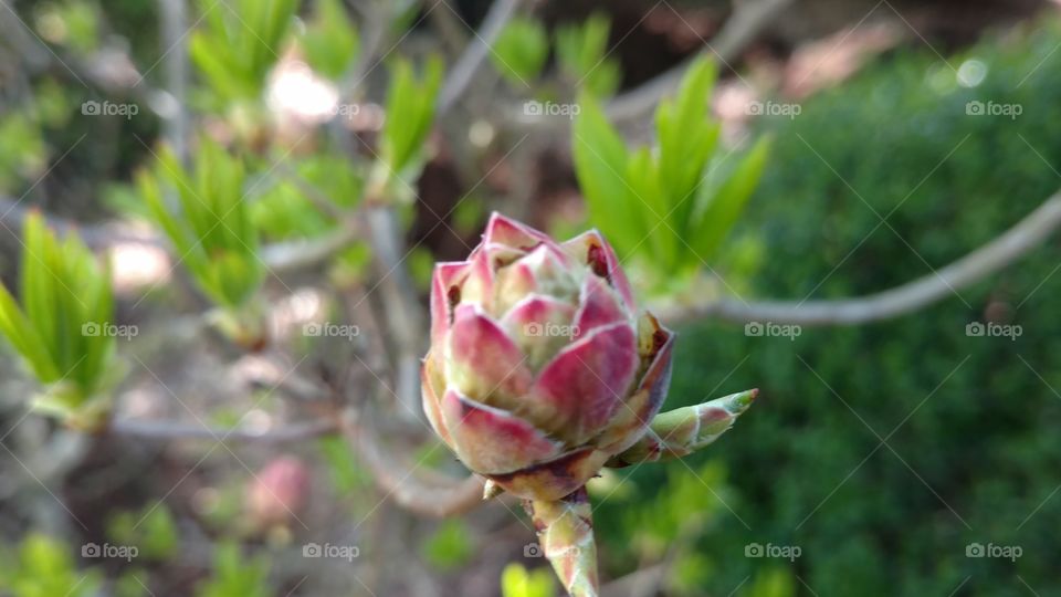 Nature, Leaf, Flower, Summer, Flora