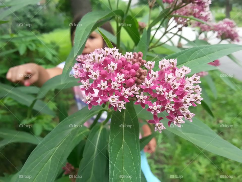 Prairie milkweed . Bright color a fun flower