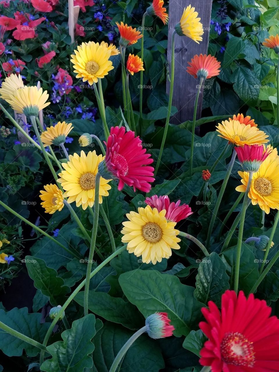 Colorful flowers in the garden