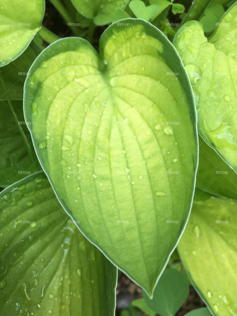 Find hearts In leaves 