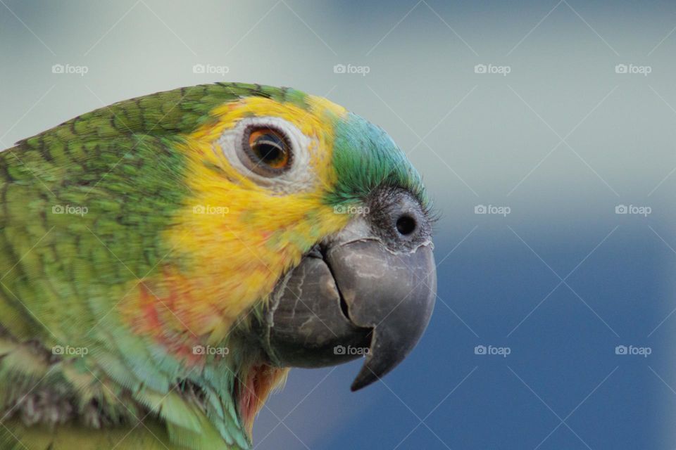 parrot