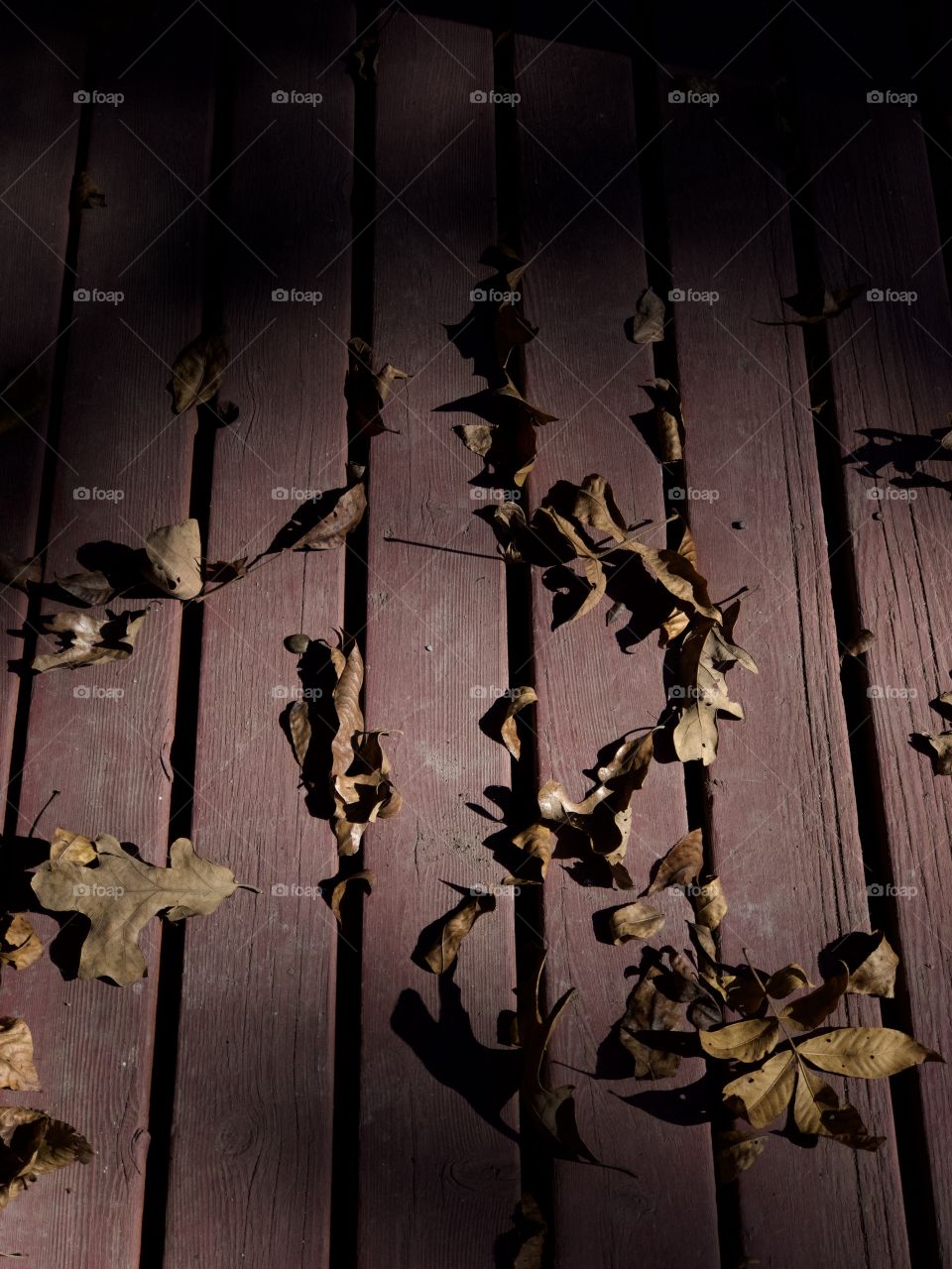 Dry leaves on porch in partial shadow