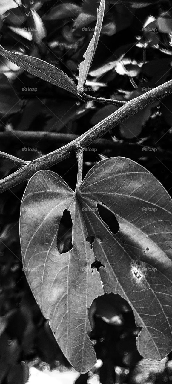 When nature plays Halloween.
Quando a natureza brinca de Halloween.