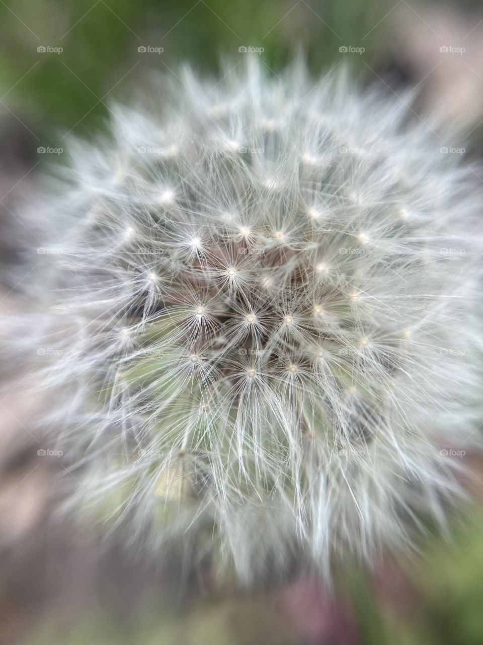 dandelion