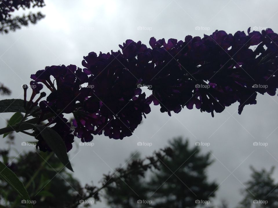 Flower against the night sky