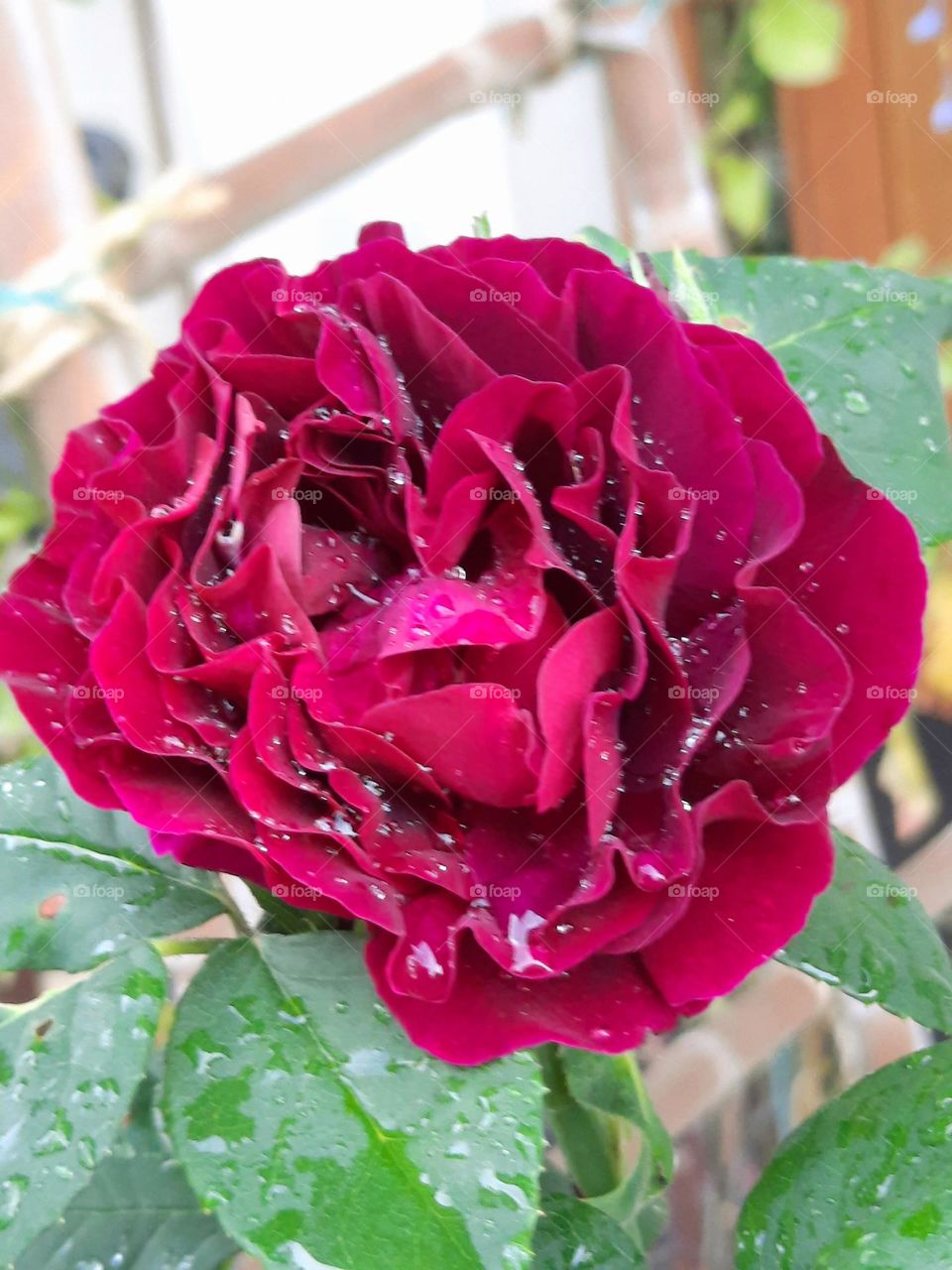 magenta rose with rain drops