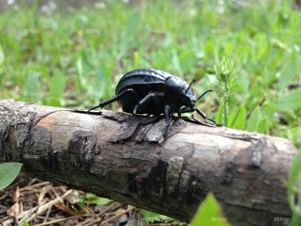 Beetle alone