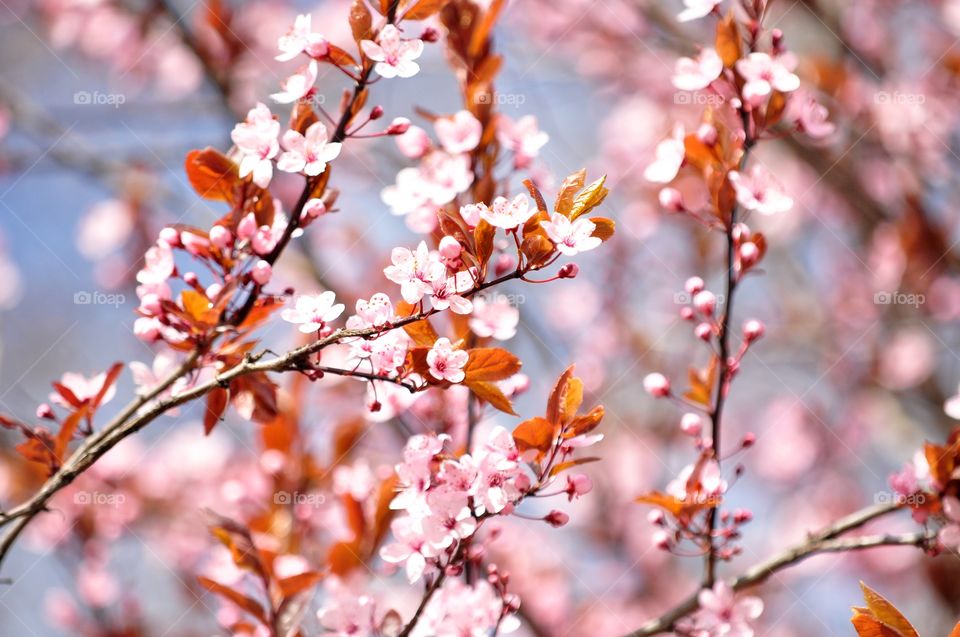 Nature, Tree, No Person, Flower, Branch