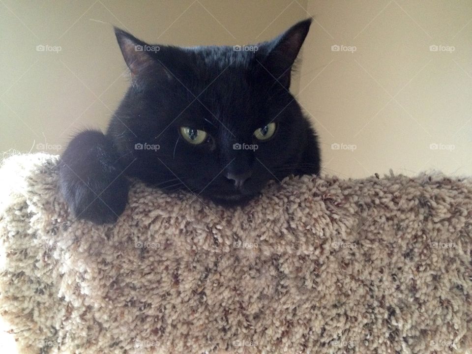Black cat on sofa and looking at camera
