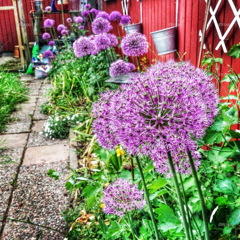 purple allium