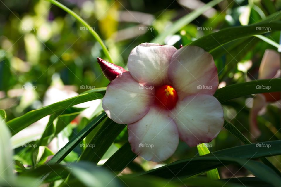 Alamanda Flower in Bloom