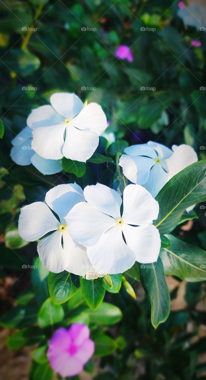 white flower