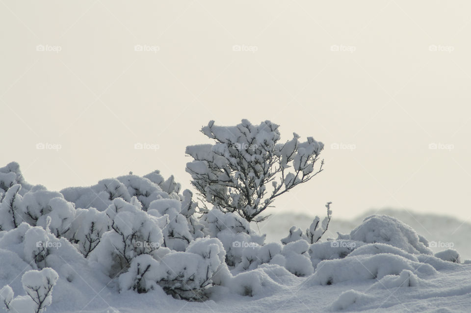 Snowy sunset