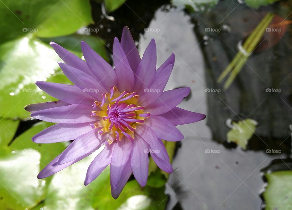 Purple pink lily pad close-up