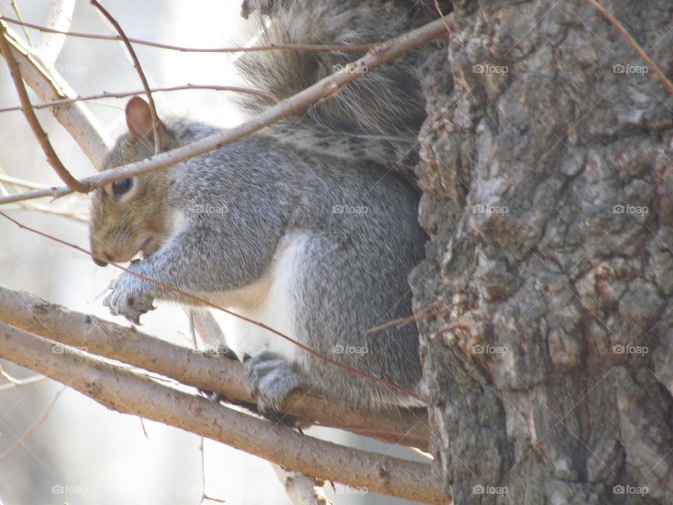 squirrel in Winter
