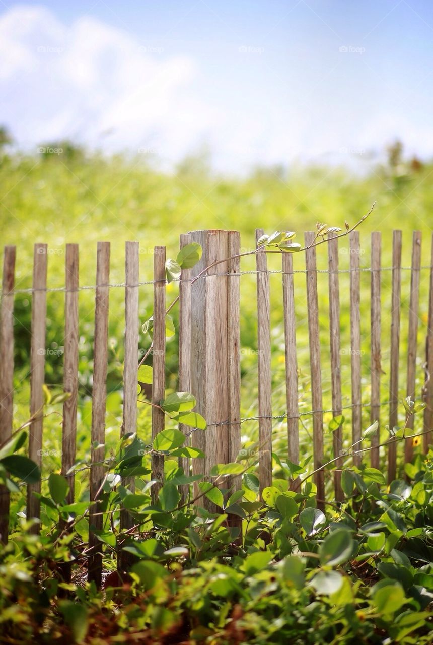 wood fence