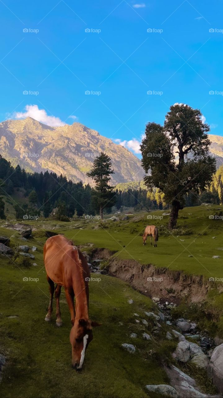 nature's at it's best beauty.