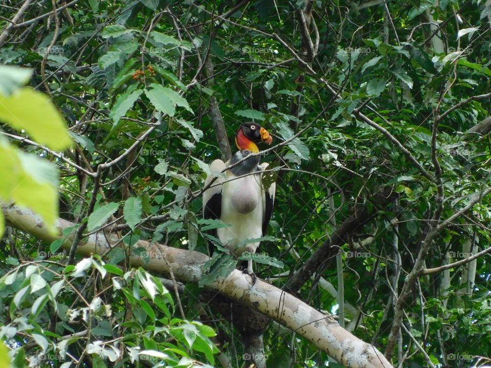 the condor of the Amazon jungle, beautiful colorful bird... deep in the jungle.