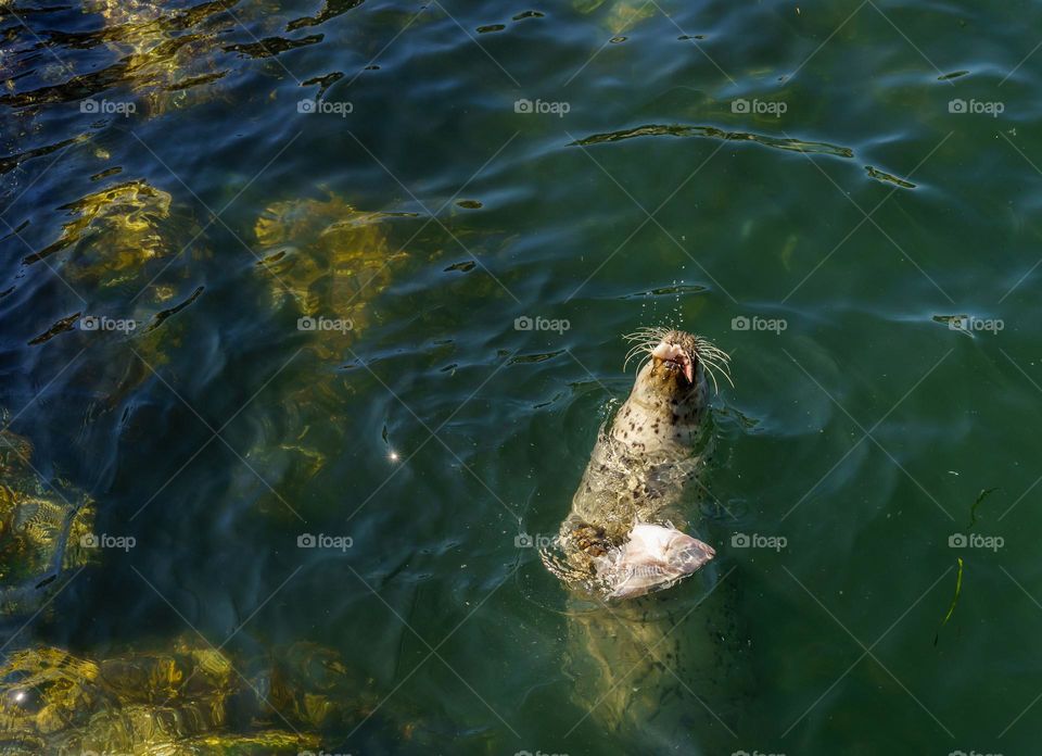 Harbour seal eating fish