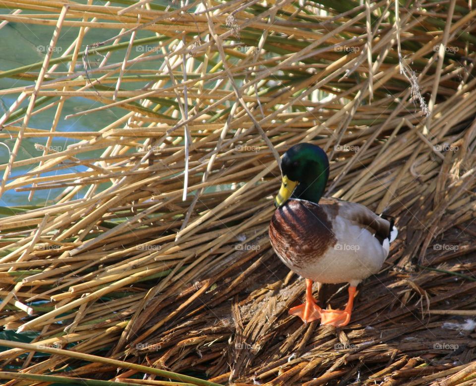 Mallard Duck in the Rushes