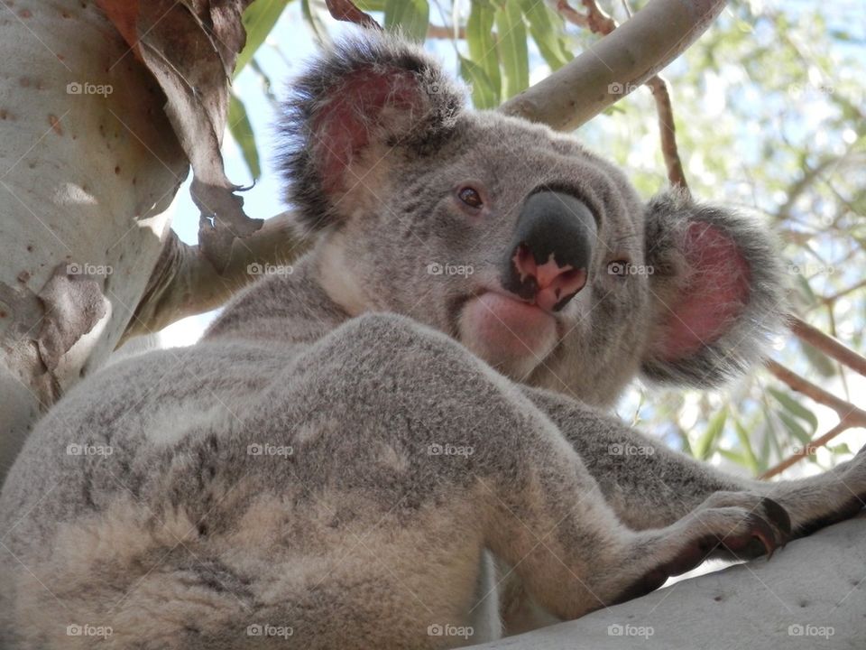 Koala