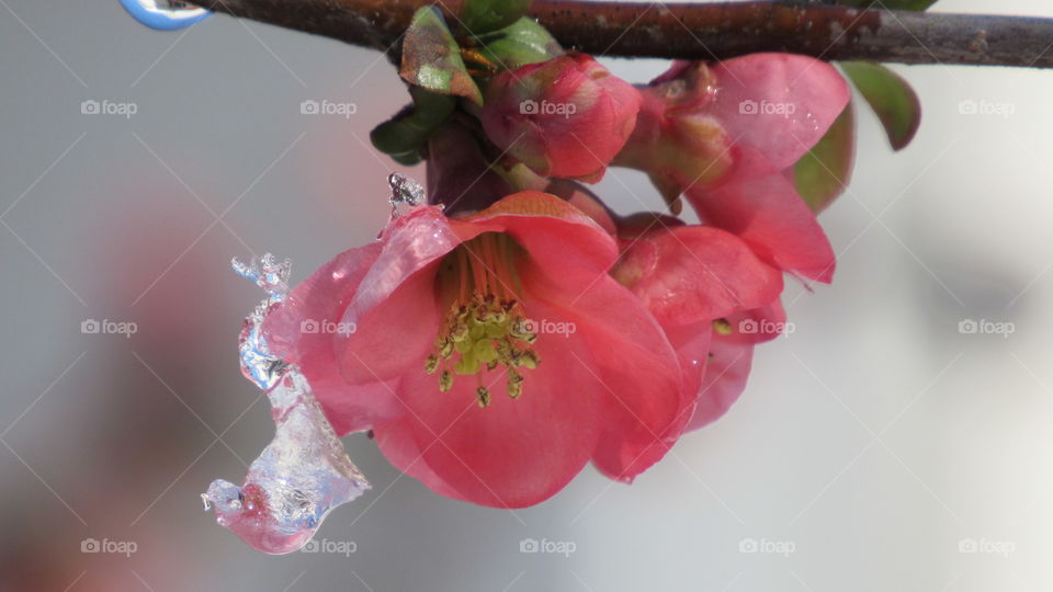 Ice on a Quince bush blossom