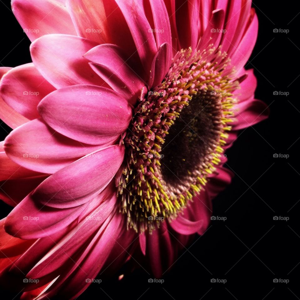 iPhone floral art 