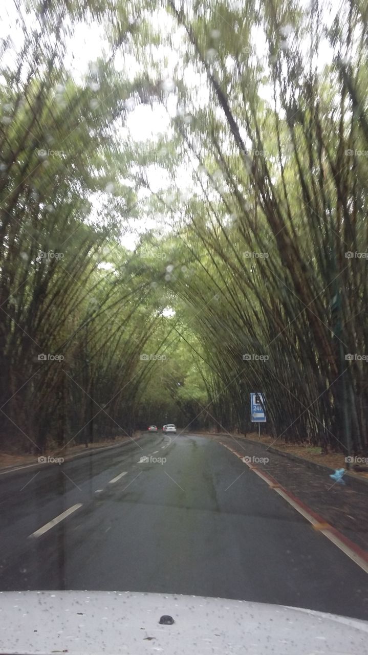 Tunnel Bamboo Grove airport