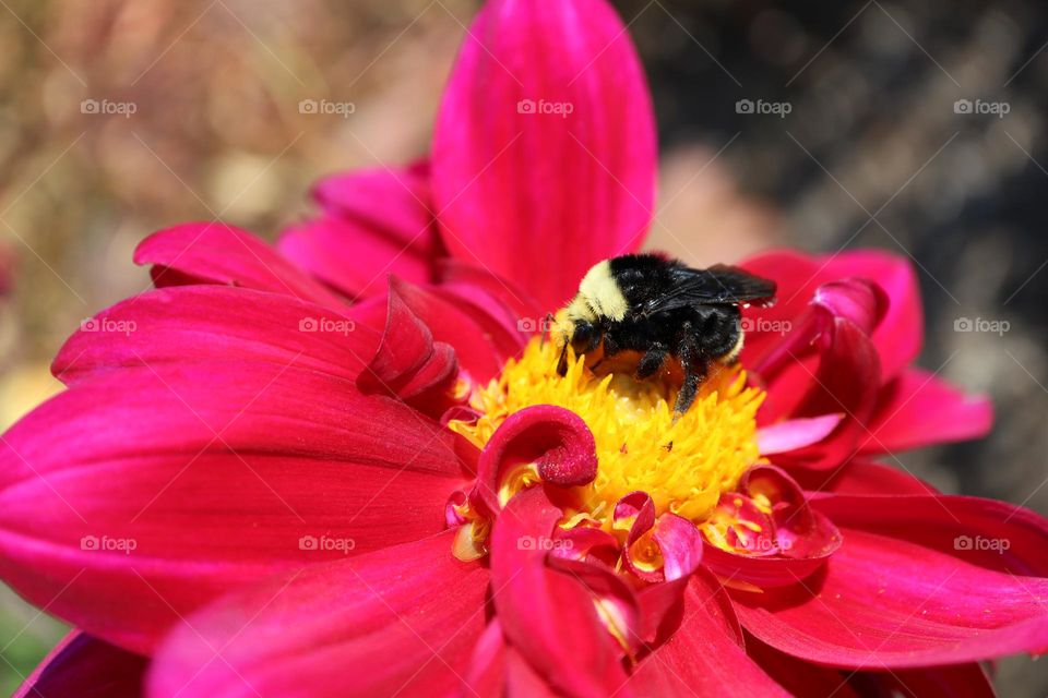 Bumble bee on a flower